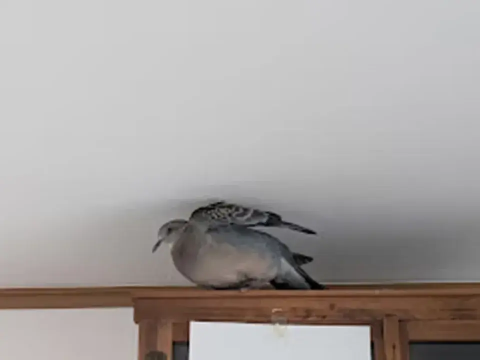 鳩の救出の実例写真